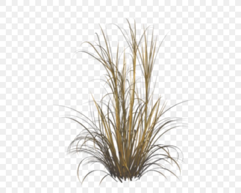 Desktop Wallpaper, PNG, 600x659px, Chinese Fountain Grass, Commodity, Feather Reed Grass, Fountaingrasses, Grass Download Free