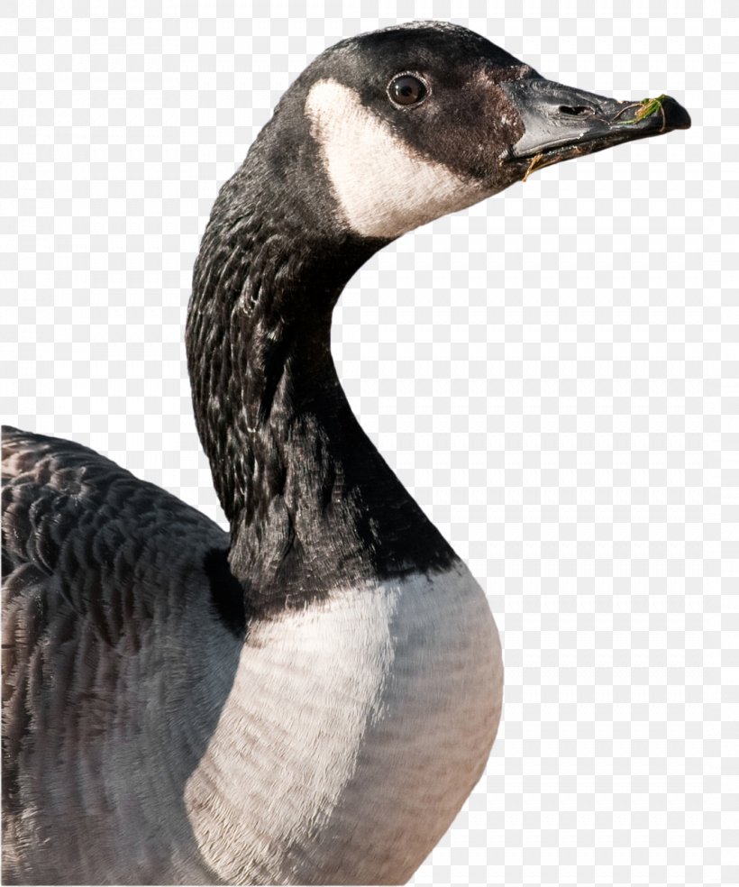 Canada Goose Duck Mallard Bird, PNG, 1066x1280px, Goose, Anserinae, Bald Eagle, Beak, Bird Download Free