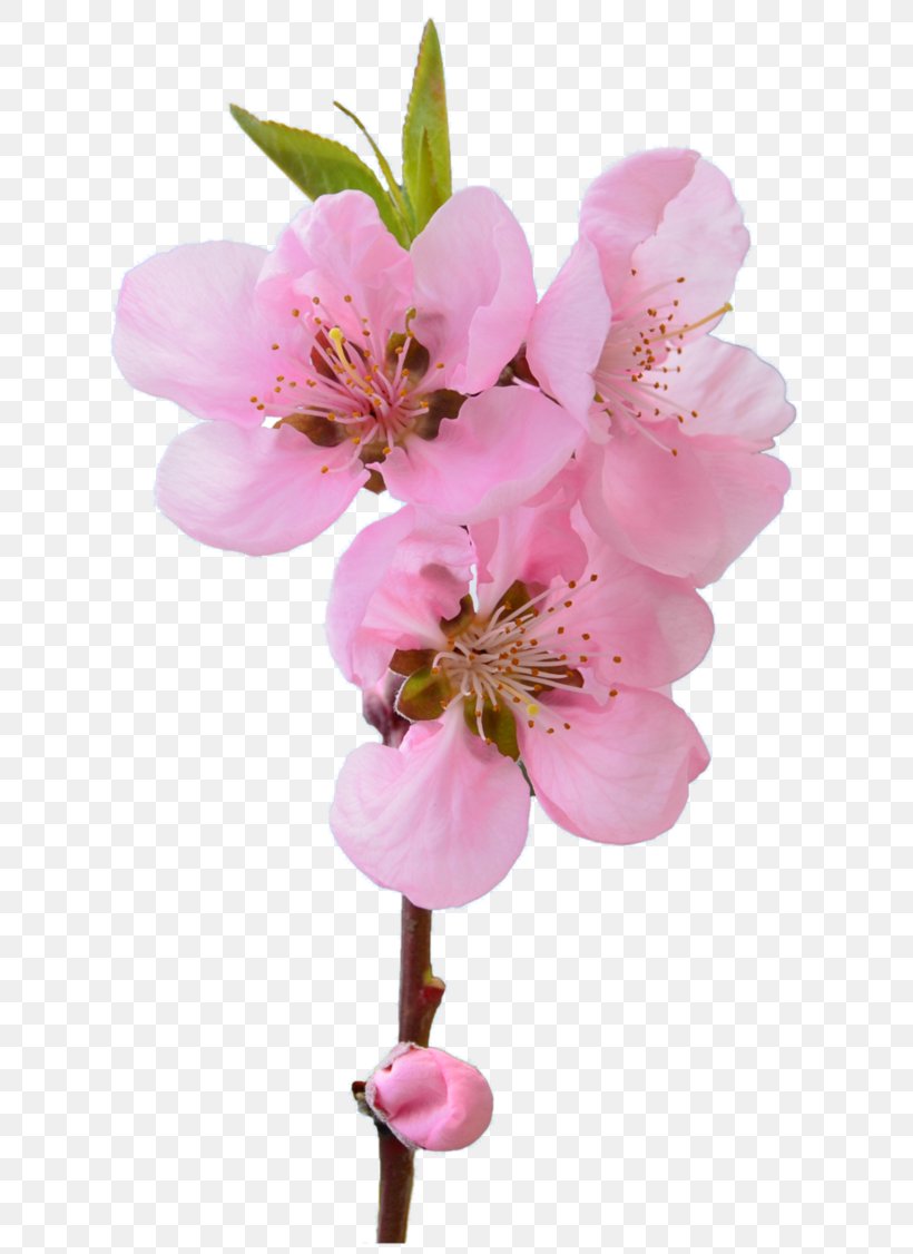 Flower Blossom Muslim Husband Help Out Plant, PNG, 710x1126px, Flower, Blossom, Branch, Cherry Blossom, Cut Flowers Download Free
