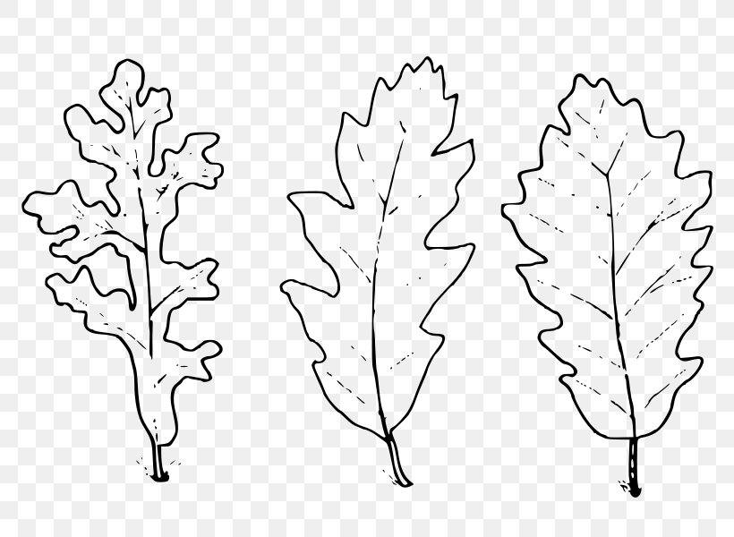 Leaf Drawing Text Oak Plant Stem, PNG, 800x600px, Leaf, Black And White, Branch, Drawing, Flora Download Free