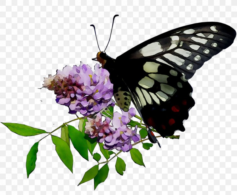 Monarch Butterfly Brush-footed Butterflies Flowering Plant Plants, PNG, 1236x1016px, Monarch Butterfly, Arthropod, Brushfooted Butterflies, Brushfooted Butterfly, Buddleia Download Free