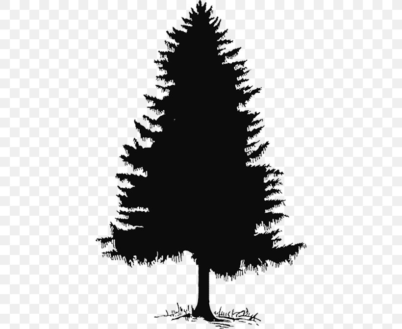 Pine Fir General Sherman Tree Clip Art, PNG, 430x671px, Pine, Black And White, Branch, Cedar, Christmas Decoration Download Free