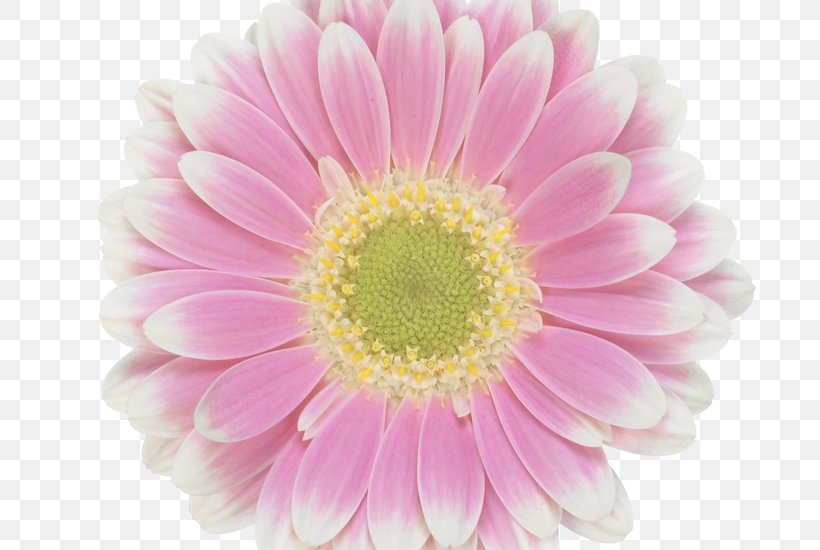 Transvaal Daisy Floristry Assortment Strategies Chrysanthemum Cut Flowers, PNG, 800x550px, Transvaal Daisy, Annual Plant, Assortment Strategies, Chrysanthemum, Chrysanths Download Free