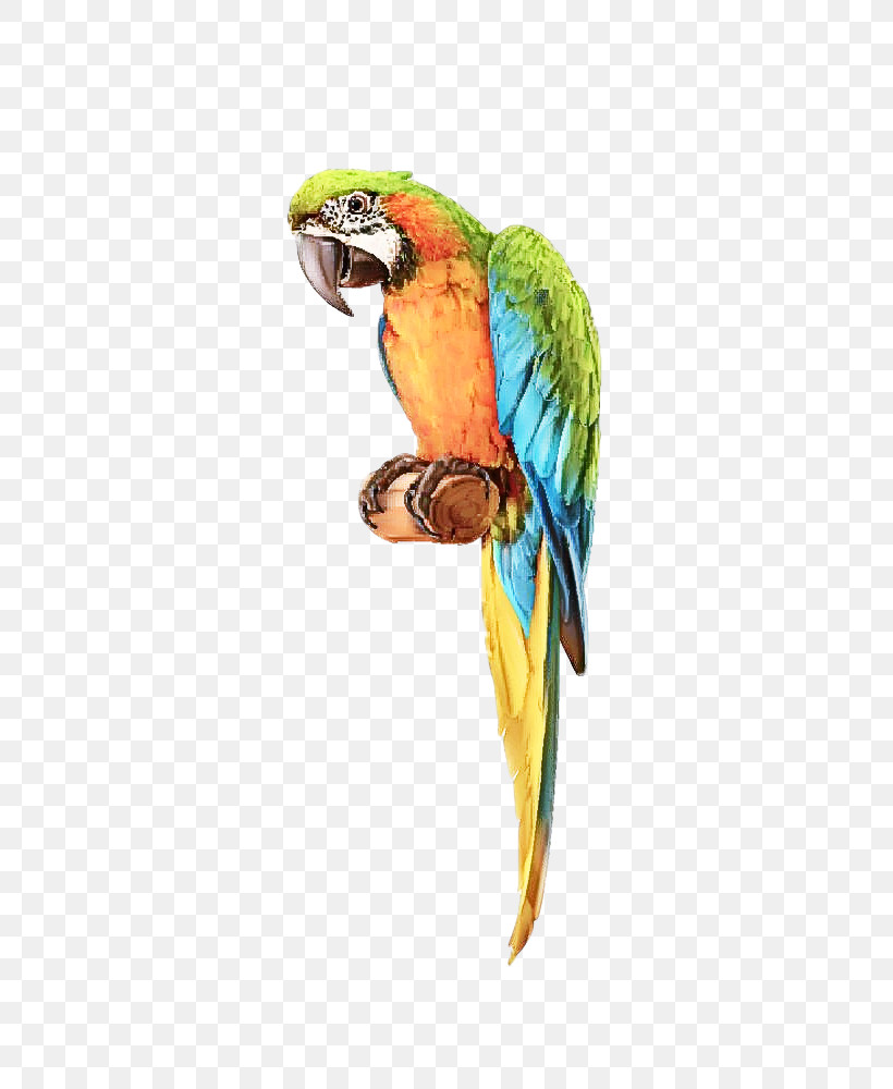 Bird Macaw Beak Parrot Parakeet, PNG, 657x1000px, Bird, Beak, Budgie, Macaw, Parakeet Download Free