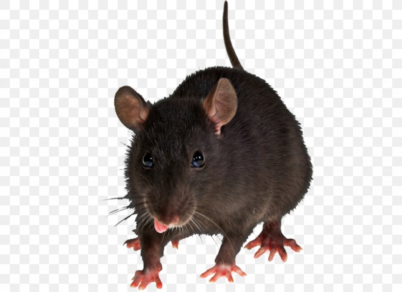 Brown Rat Rodent Black Rat Pest Control House Mouse, PNG, 1024x746px, Brown Rat, Black Rat, Clipping Path, Fancy Rat, Fauna Download Free