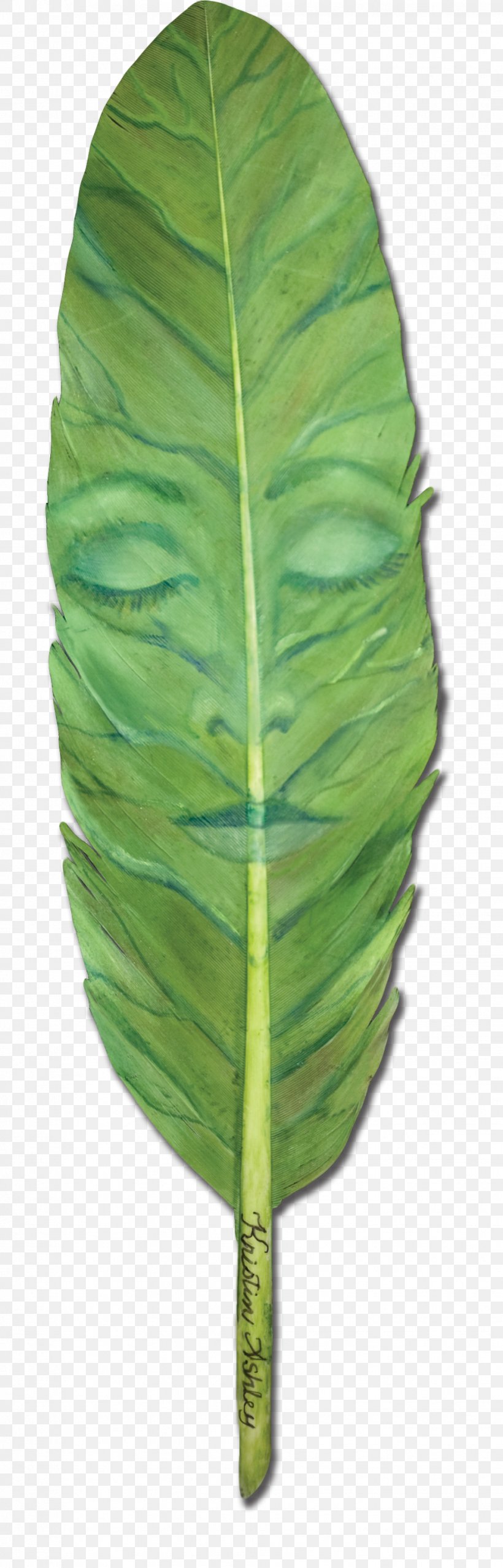 Leaf All Rights Reserved Email Plant Stem, PNG, 981x3056px, Leaf, All Rights Reserved, Email, Face, Feather Download Free