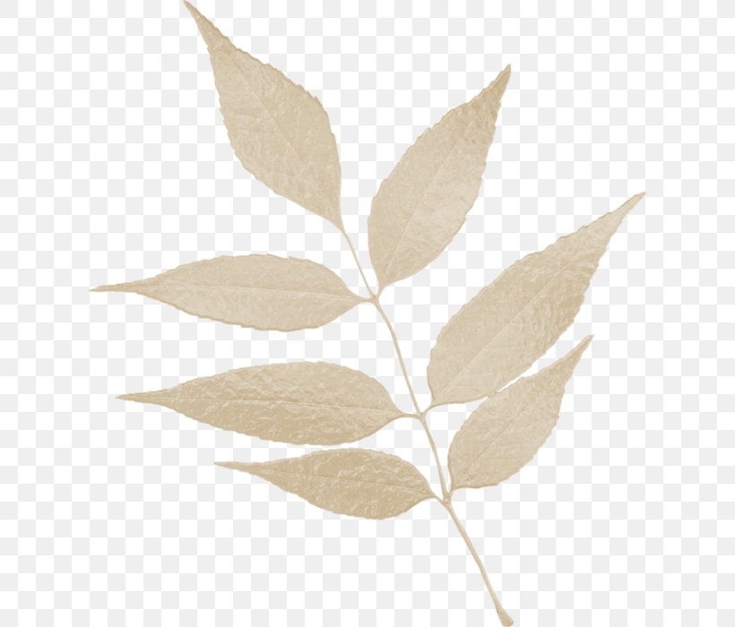 Leaf Home Page Clip Art, PNG, 623x700px, Leaf, Ash, Blog, Branch, Home Page Download Free