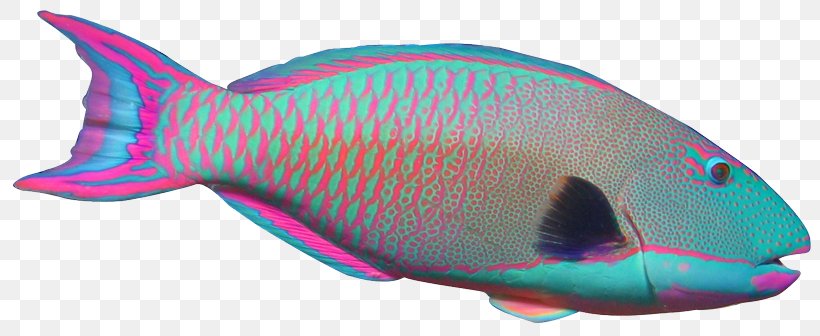 Parrotfish Angelfish Clip Art, PNG, 819x336px, Parrot, Angelfish, Aquarium, Clown Triggerfish, Drawing Download Free