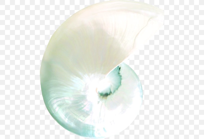 Shell, PNG, 500x557px, Seashell, Molluscs, Nautilida, Organism, Shell Download Free