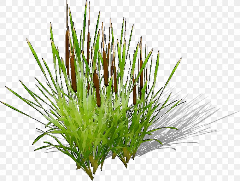 Sweet Grass Vetiver Wheatgrass Aquarium Chrysopogon, PNG, 1417x1071px, Sweet Grass, Aquarium, Aquarium Decor, Chives, Chrysopogon Download Free