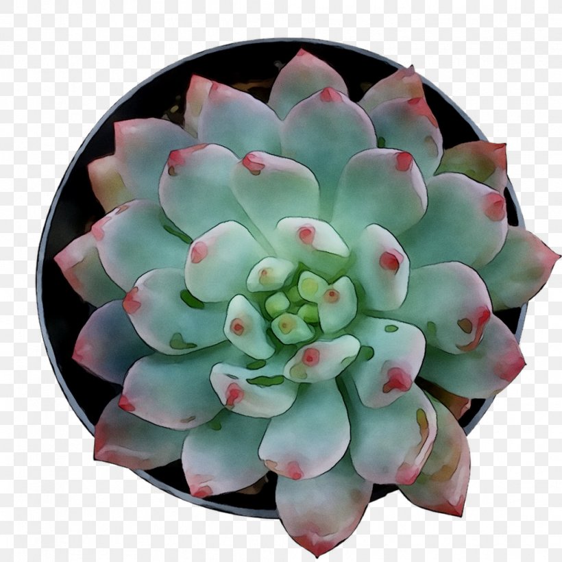 Flower, PNG, 1016x1016px, Flower, Agave, Cactus, Echeveria, Flowering Plant Download Free