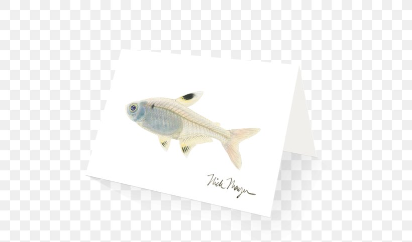 Pristella Maxillaris Tetra Fish X-ray Art, PNG, 600x483px, Pristella Maxillaris, Art, Celebrity, Celebrity Chef, Chef Download Free