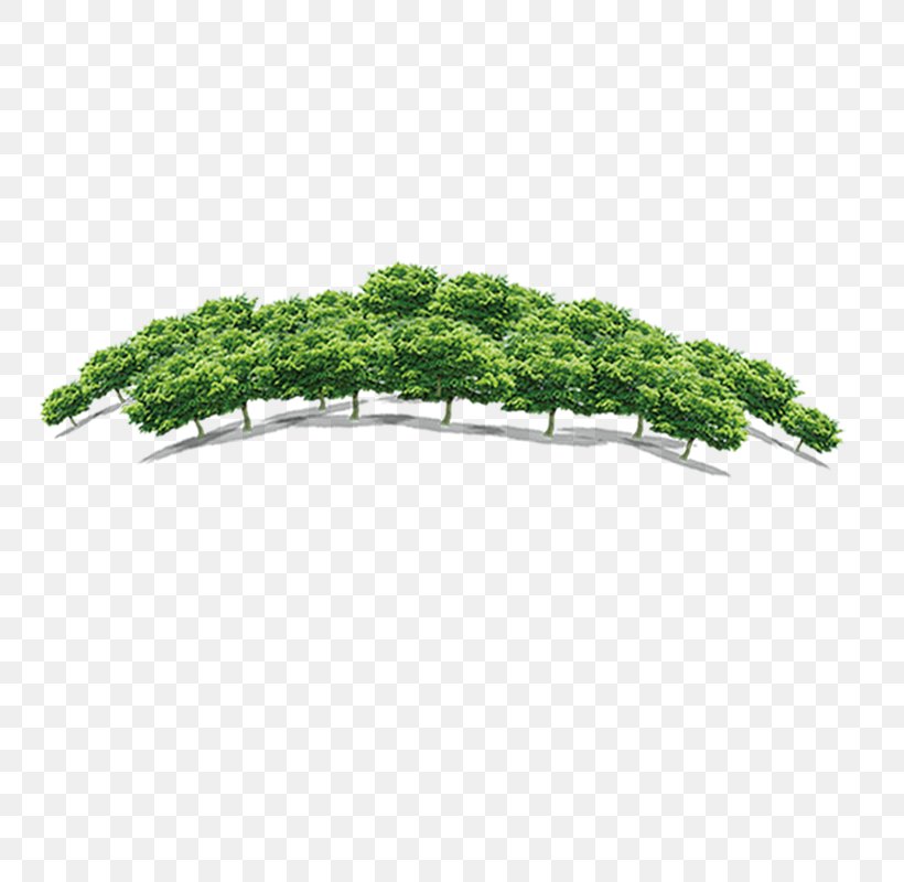 Quancheng Real Estate Tree Forest Fang Holdings Limited, PNG, 800x800px, Tree, Compass, Fang Holdings Limited, Forest, Grass Download Free