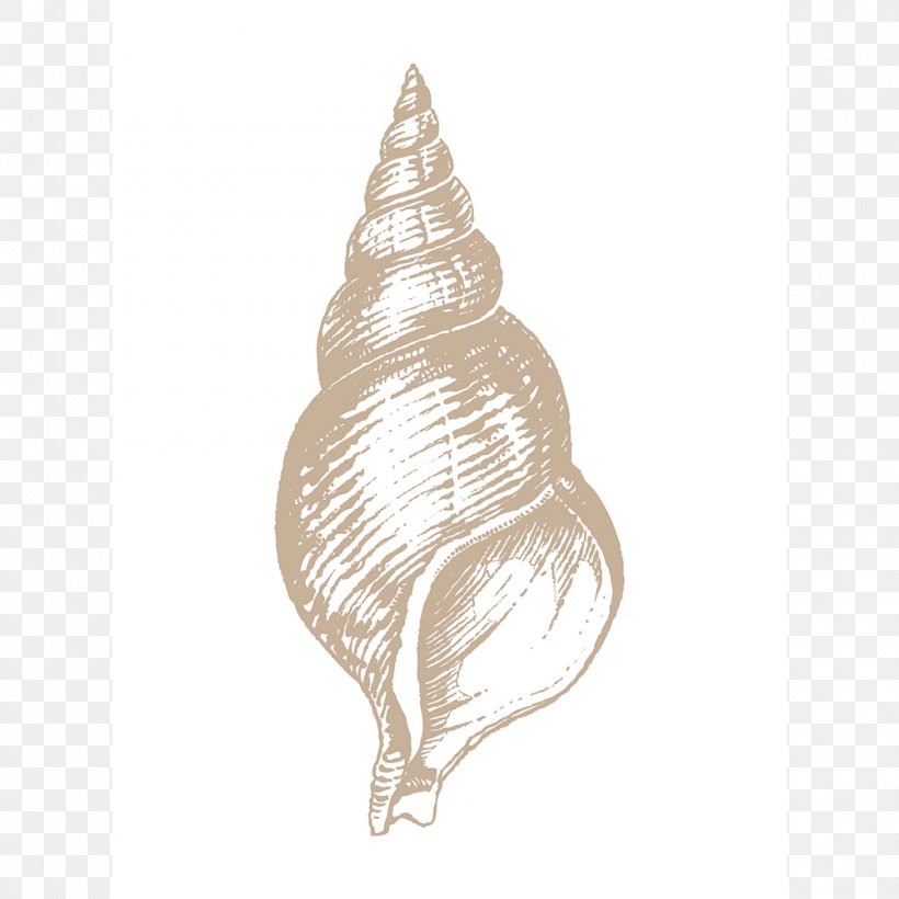 Seashell Conchology Shankha Art, PNG, 1000x1000px, Seashell, Art, Cockle, Conch, Conchology Download Free