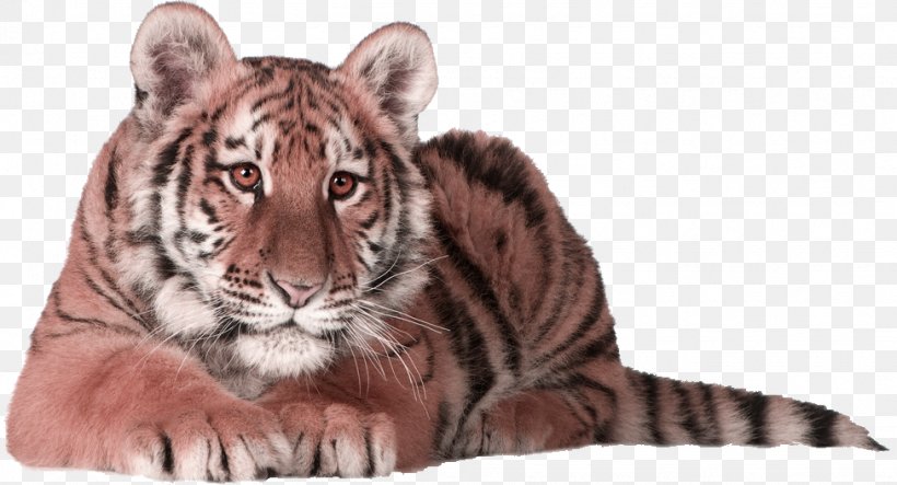 Siberian Tiger Cat Kitten Bengal Tiger Felidae, PNG, 975x527px, Siberian Tiger, Bengal Tiger, Big Cat, Big Cats, Carnivoran Download Free