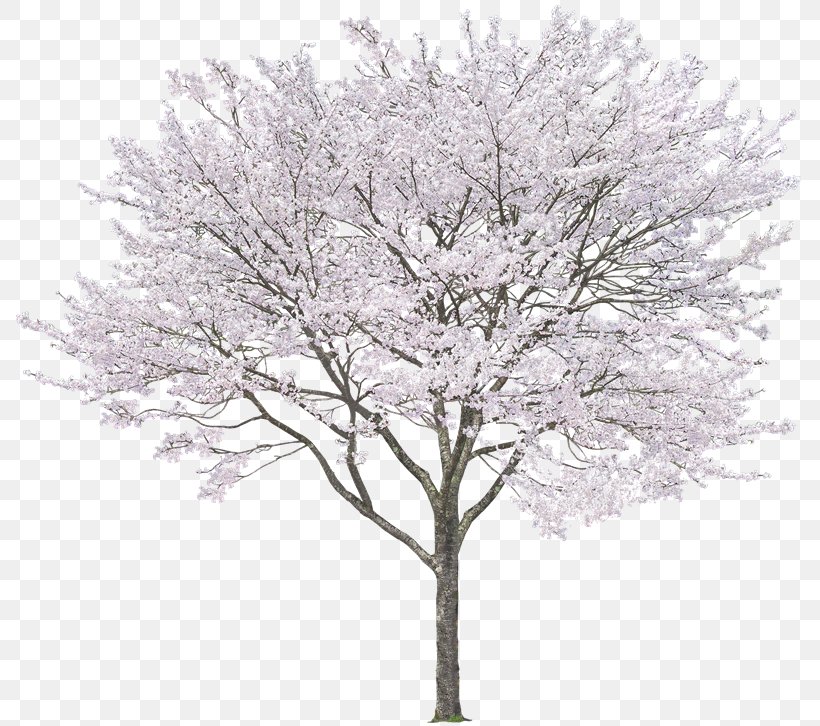 Tree Eastern White Pine Rendering, PNG, 800x726px, Tree, Black And White, Blossom, Branch, Cherry Blossom Download Free