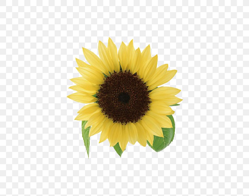 Yellow Ngxe0y Nhxe0 Gixe1o Viu1ec7t Nam Petal Teacher, PNG, 676x645px, Yellow, Daisy Family, Flower, Flowering Plant, Ngxe0y Nhxe0 Gixe1o Viu1ec7t Nam Download Free