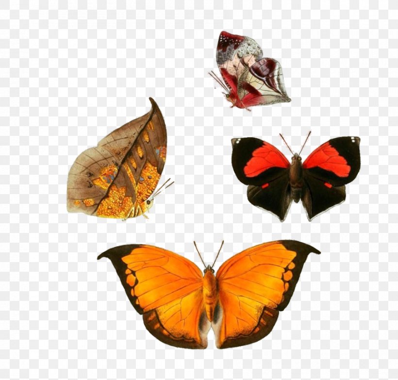 Butterfly An Epitome Of The Natural History Of The Insects Of China: Comprising Figures And Descriptions Of Upwards Of One Hundred New, Singular, And Beautiful Species Clip Art, PNG, 900x860px, Butterfly, Anaea, Arthropod, Brush Footed Butterfly, Charaxinae Download Free
