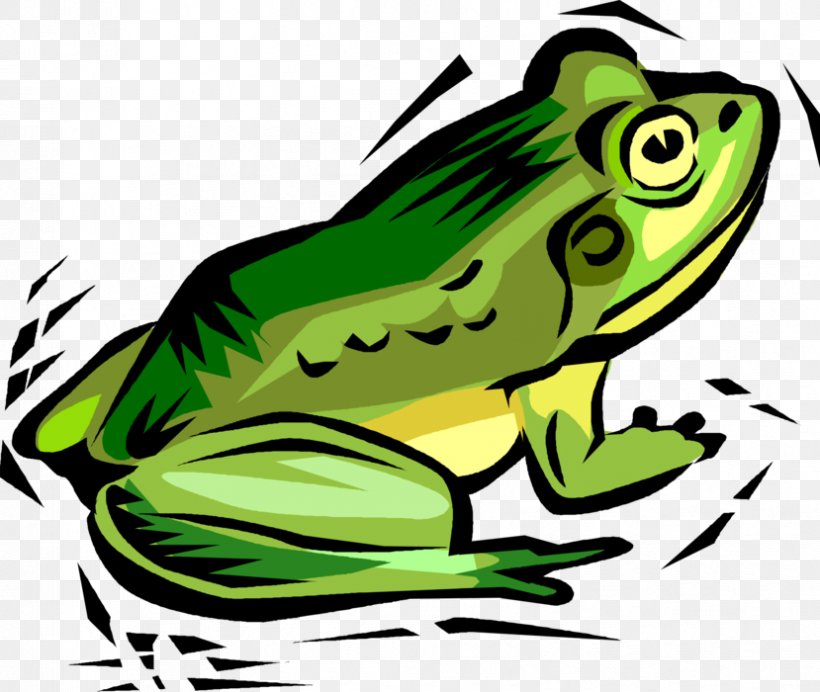 Clip Art Toad Frog Vector Graphics Illustration, PNG, 829x700px, Toad, Amphibian, Bufo, Bullfrog, Drawing Download Free