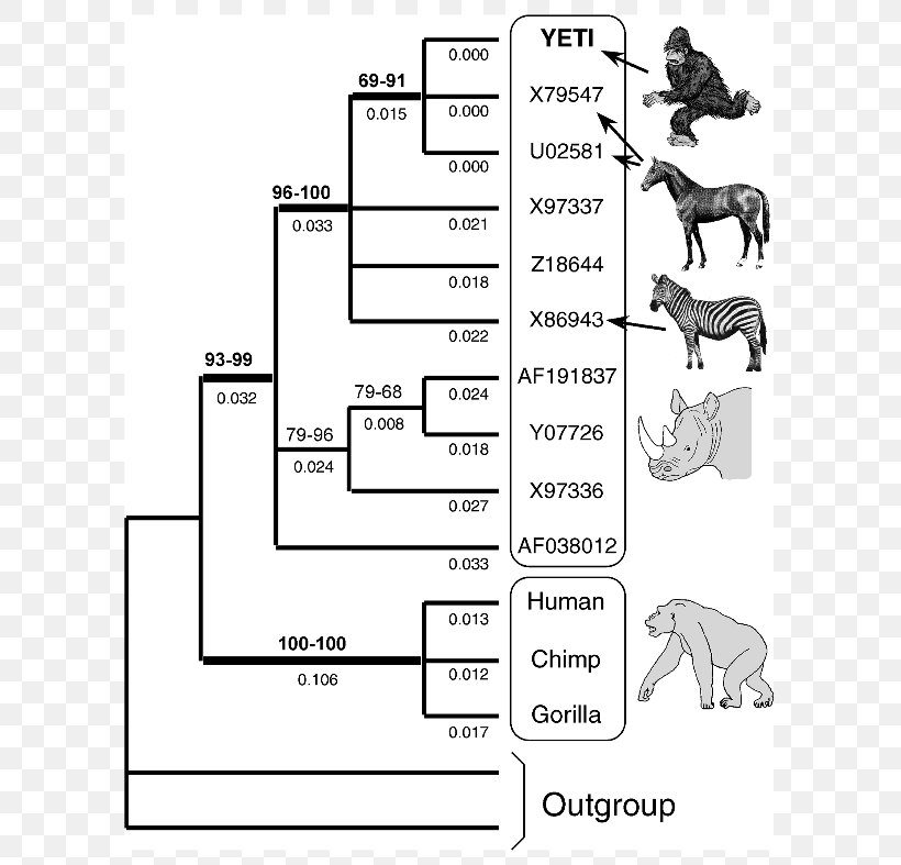 Evidence Of Common Descent Cladogram Evolution Homology, PNG, 705x787px, Evidence Of Common Descent, Ancestor, Area, Auto Part, Black And White Download Free