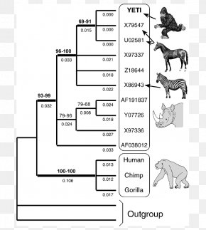 Evolutionary History Of Life Animal Evidence Of Common Descent ...