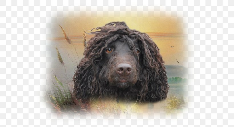 Field Spaniel Irish Water Spaniel American Water Spaniel American Cocker Spaniel English Cocker Spaniel, PNG, 588x448px, Field Spaniel, American Cocker Spaniel, American Water Spaniel, Boykin Spaniel, Carnivoran Download Free