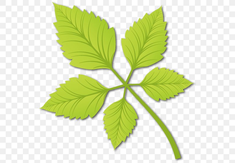 Leaf Euclidean Vector, PNG, 562x571px, Leaf, Branch, Designer, Green, Hemp Download Free