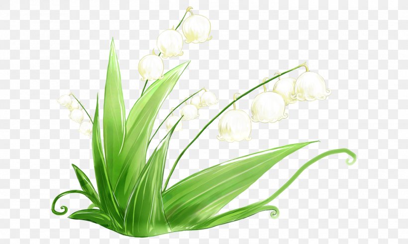 Lily Of The Valley Image Orchids Vector Graphics, PNG, 1500x900px, Lily Of The Valley, Cut Flowers, Flower, Grass, Grass Family Download Free