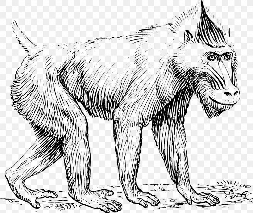 Mandrill Baboons Primate Drawing Clip Art, PNG, 1920x1617px, Mandrill, Art, Artwork, Baboons, Black And White Download Free