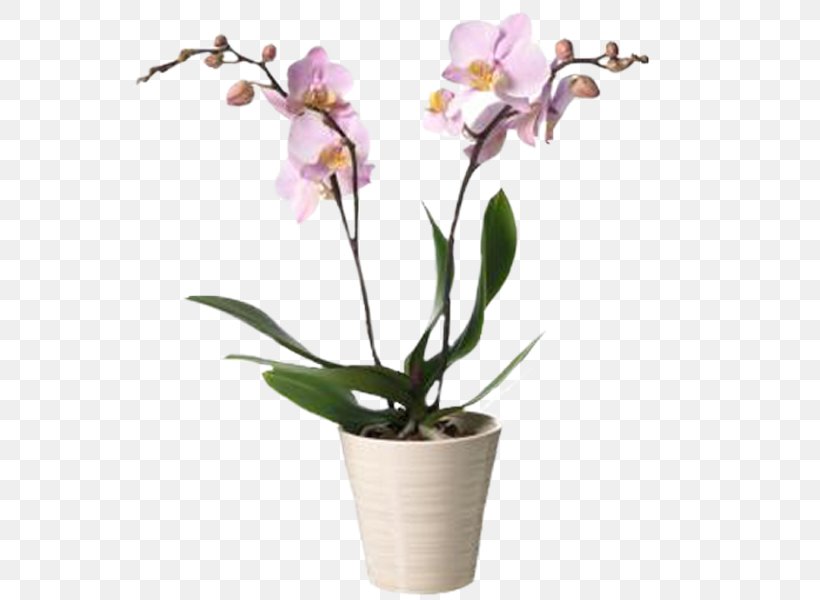 Moth Orchids Interflora Cut Flowers, PNG, 600x600px, Moth Orchids, Branch, Cattleya, Cattleya Orchids, Cut Flowers Download Free