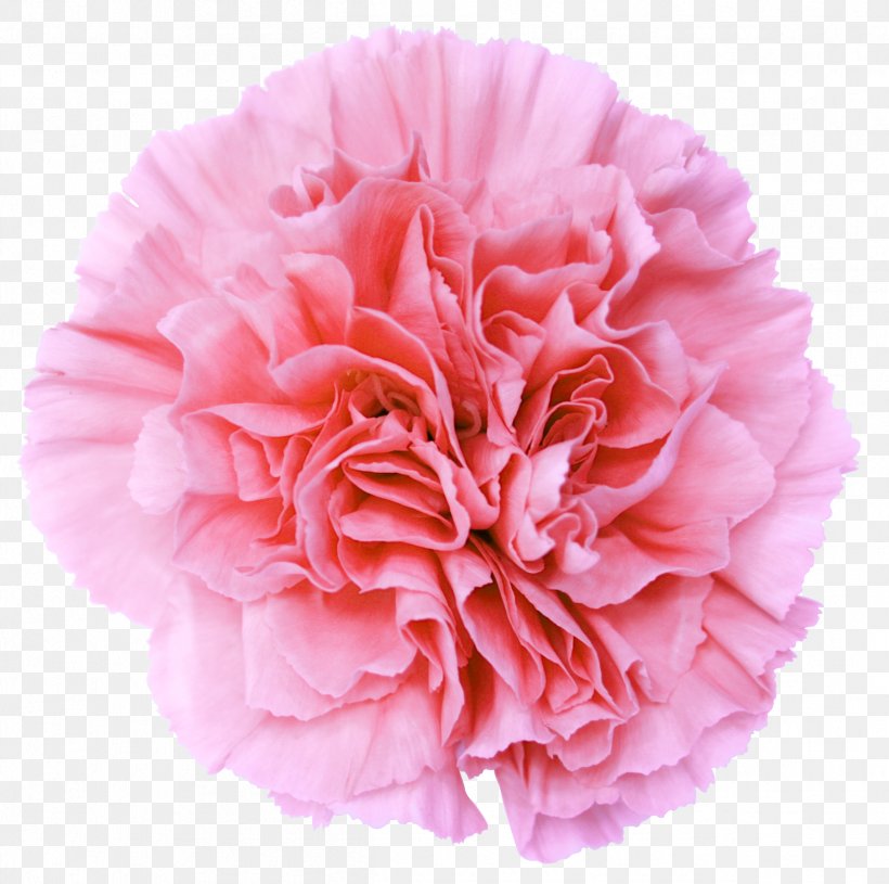 Pink Flowers Carnation Desktop Wallpaper Clip Art, PNG, 2418x2406px, Pink Flowers, Blue, Botanical Illustration, Carnation, Cut Flowers Download Free