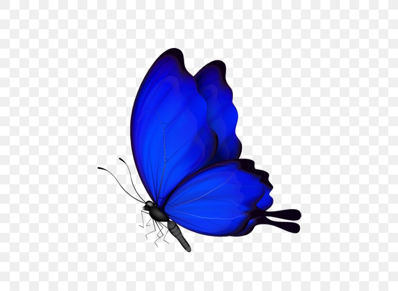 Butterfly Insect, PNG, 541x600px, Butterfly, Arthropod, Blue, Butterflies And Moths, Cobalt Blue Download Free
