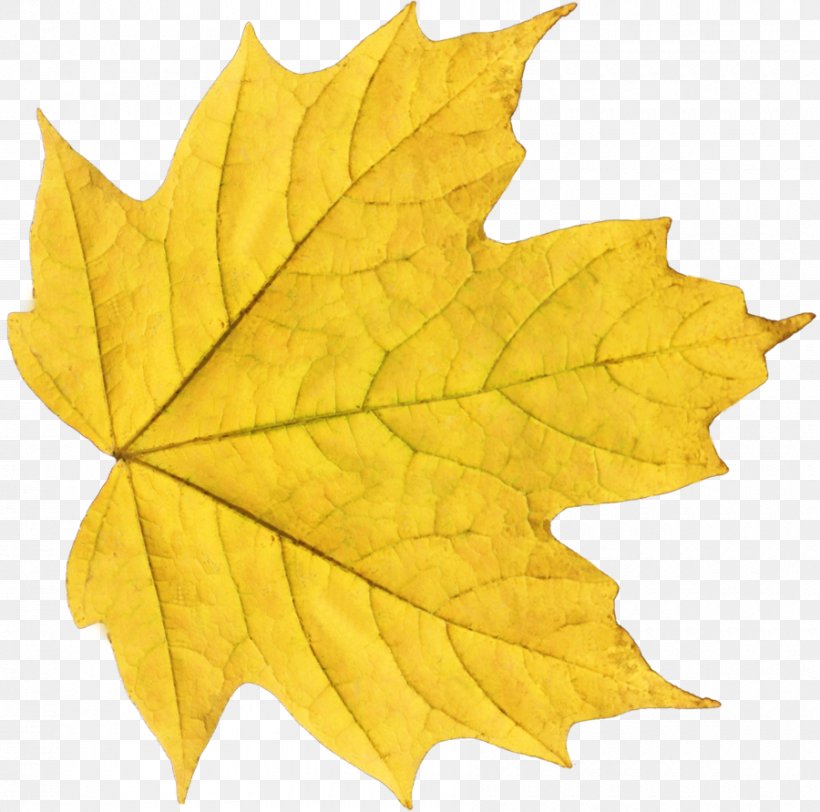 Maple Leaf Clip Art, PNG, 900x892px, Leaf, Autumn, Autumn Leaf Color, Maple Leaf, Plane Tree Family Download Free