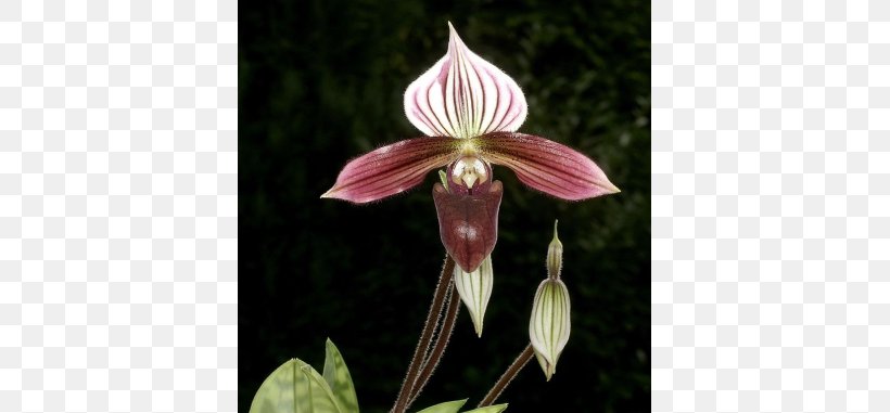 Moth Orchids Amaryllis Jersey Lily Fawn Lilies Belladonna, PNG, 713x381px, Moth Orchids, Amaryllis, Amaryllis Belladonna, Belladonna, Fawn Lily Download Free
