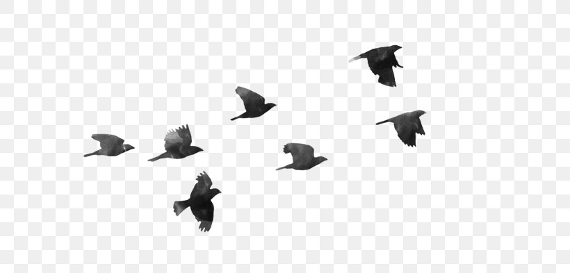 Bird Desktop Wallpaper Image Vector Graphics, PNG, 700x393px, Bird, Animal Migration, Beak, Bird Flight, Bird Migration Download Free