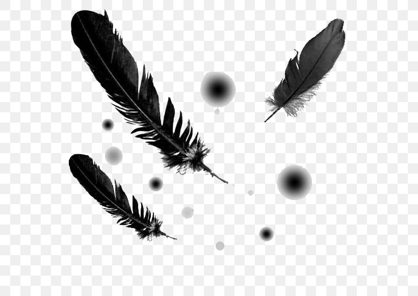 Bird Quill Feather Metal Insect, PNG, 794x580px, Bird, Black And White, Computer, Emily Dickinson, Feather Download Free