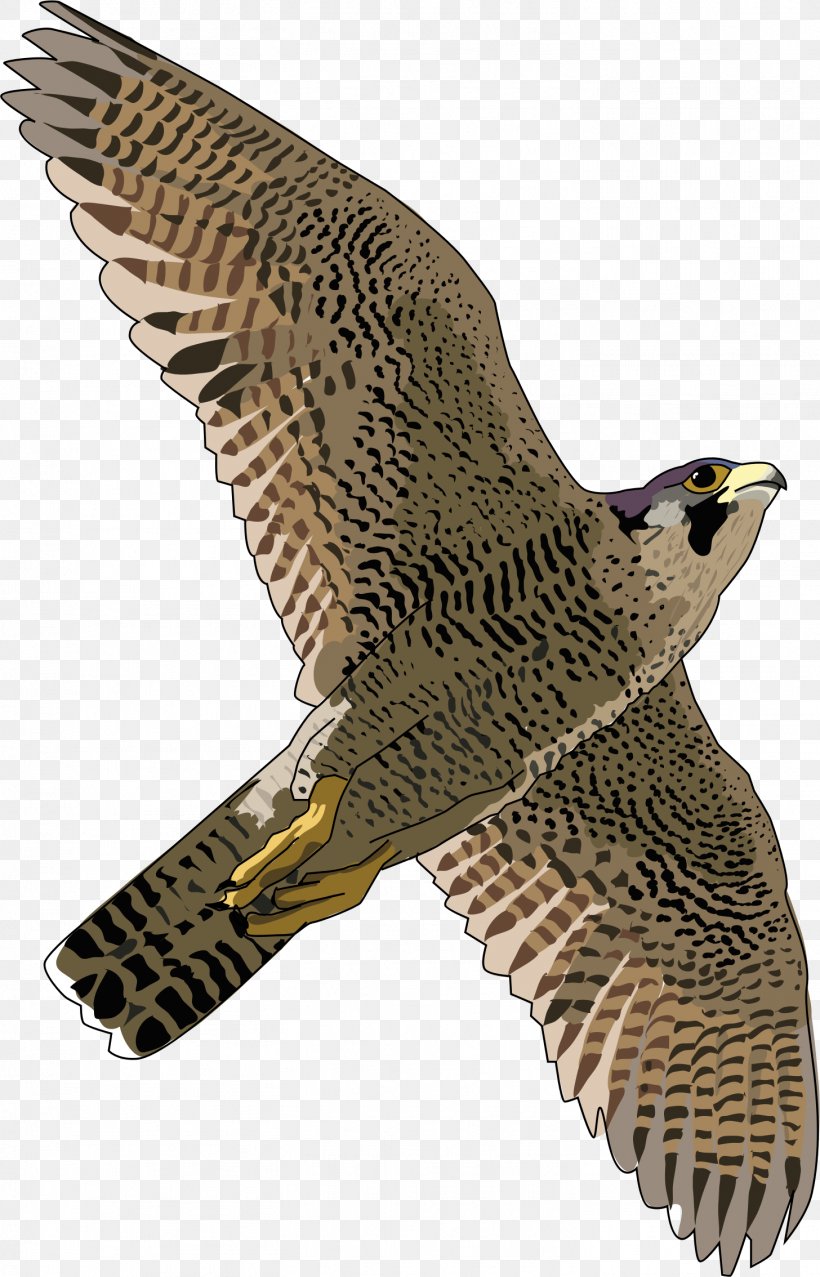 Hawk Peregrine Falcon Eagle Fauna, PNG, 1456x2268px, Falcon, Beak, Bird, Bird Of Prey, Drawing Download Free