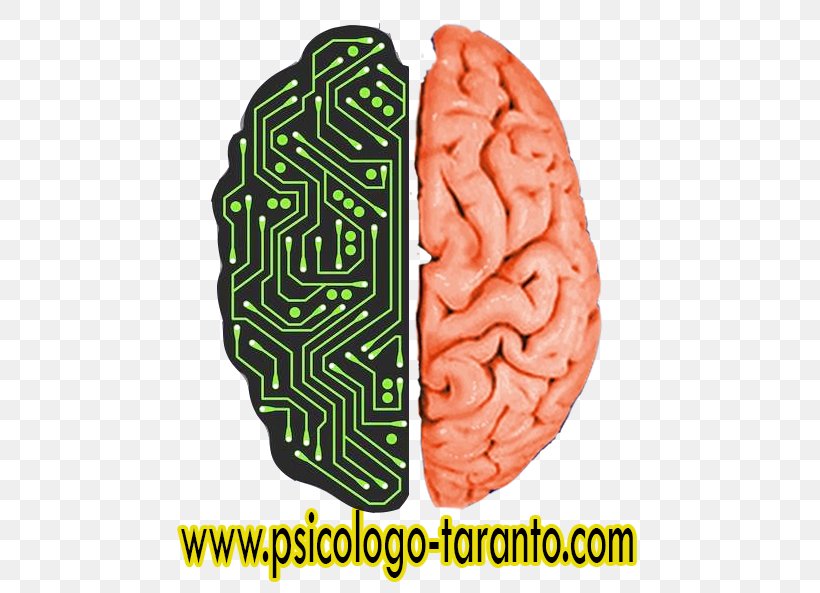 Human Brain Brain Size Human Body, PNG, 477x593px, Watercolor, Cartoon, Flower, Frame, Heart Download Free