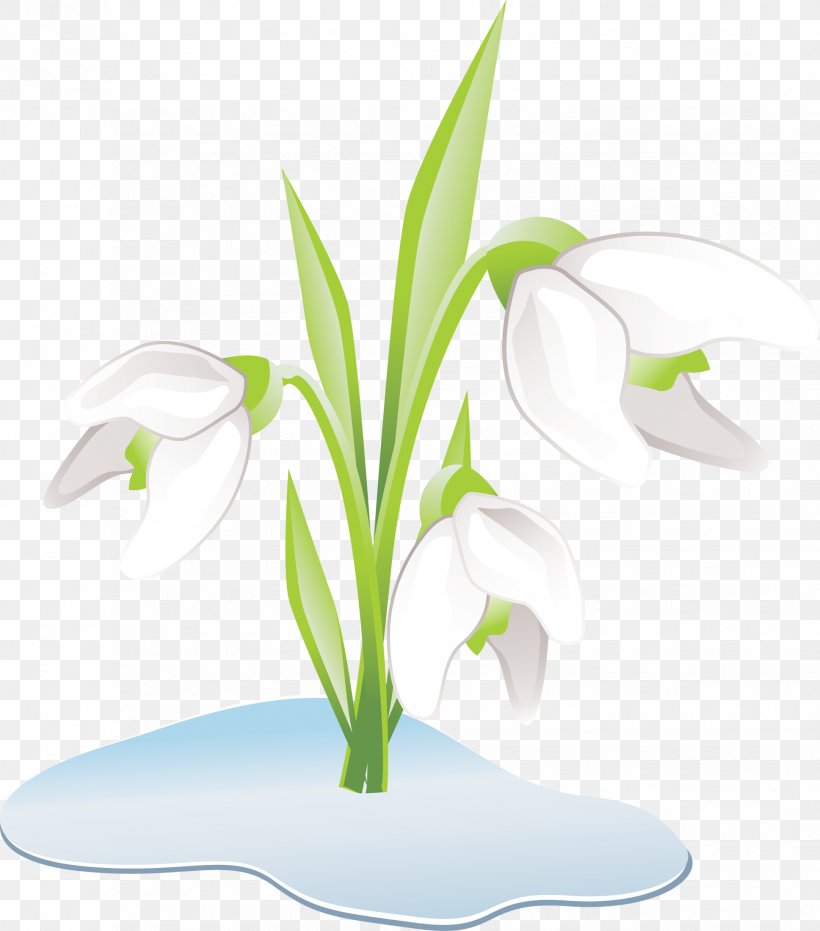 Snowdrop Flower The Twelve Months Perennial Plant, PNG, 1937x2200px, Snowdrop, Arum, Cut Flowers, Daffodil, Ecology Download Free