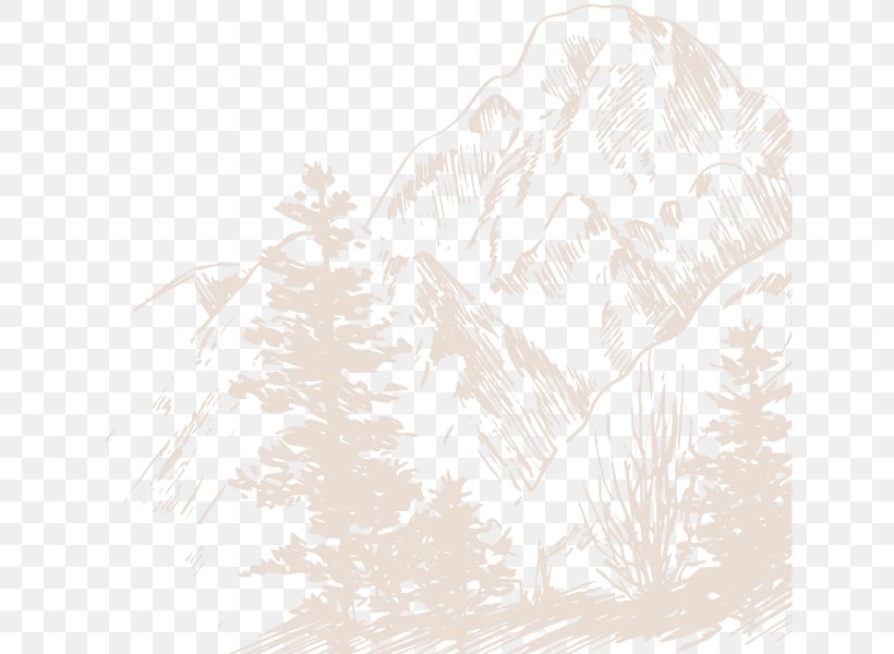 Illustration Sketch Pattern Line Branching, PNG, 636x600px, Branching, Conifer, Drawing, Fir, Forest Download Free