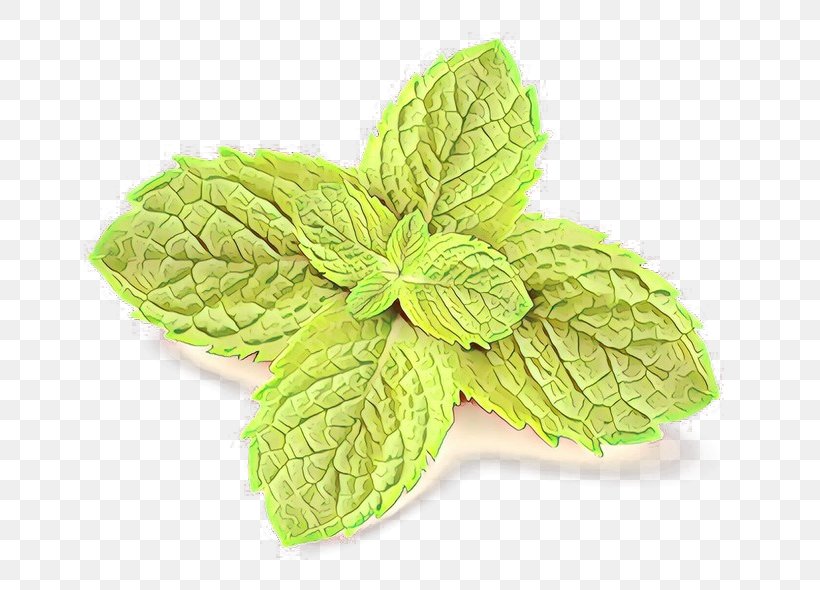 Leaf Mint Plant Herb Flower, PNG, 725x590px, Cartoon, Apple Mint, Basil, Flower, Flowering Plant Download Free