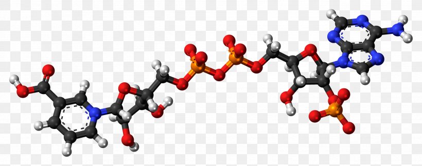 Nicotinic Acid Adenine Dinucleotide Phosphate Nicotinamide Adenine Dinucleotide Phosphate, PNG, 2532x1000px, Nicotinamide Adenine Dinucleotide, Acid, Adenine, Adenosine, Adenosine Triphosphate Download Free