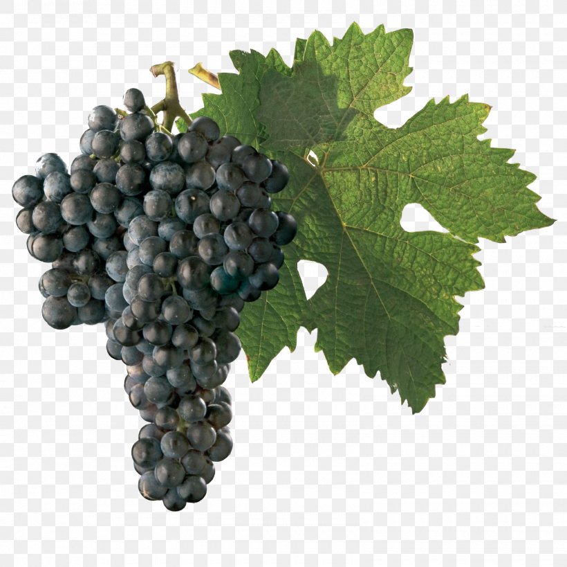 Sultana Dornfelder Wine Chenin Blanc Grape, PNG, 1600x1600px, Sultana, Chenin Blanc, Common Grape Vine, Food, Fruit Download Free