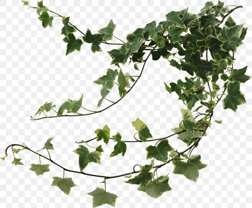 Common Ivy Houseplant Devil's Ivy Vine, PNG, 1600x1320px, Common Ivy, Branch, Fatshedera Lizei, Flowering Plant, Grapevine Family Download Free