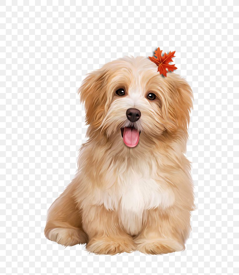 Dog Maltepoo Puppy Shih Tzu Lhasa Apso, PNG, 795x946px, Dog, Lhasa Apso, Maltepoo, Puppy, Shih Tzu Download Free