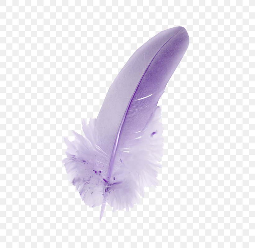 Feather, PNG, 539x800px, Feather, Lilac, Purple, Quill, Violet Download Free