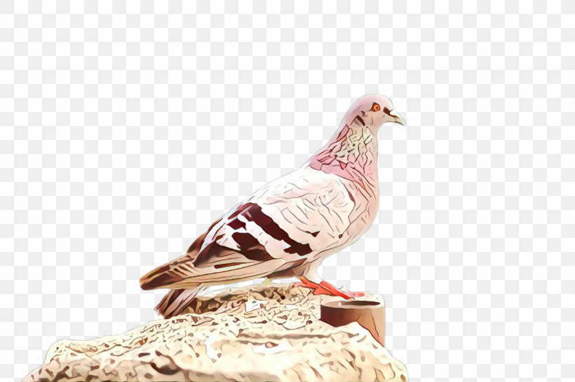 Feather, PNG, 2448x1632px, Bird, Beak, Feather, Figurine, Pigeons And Doves Download Free