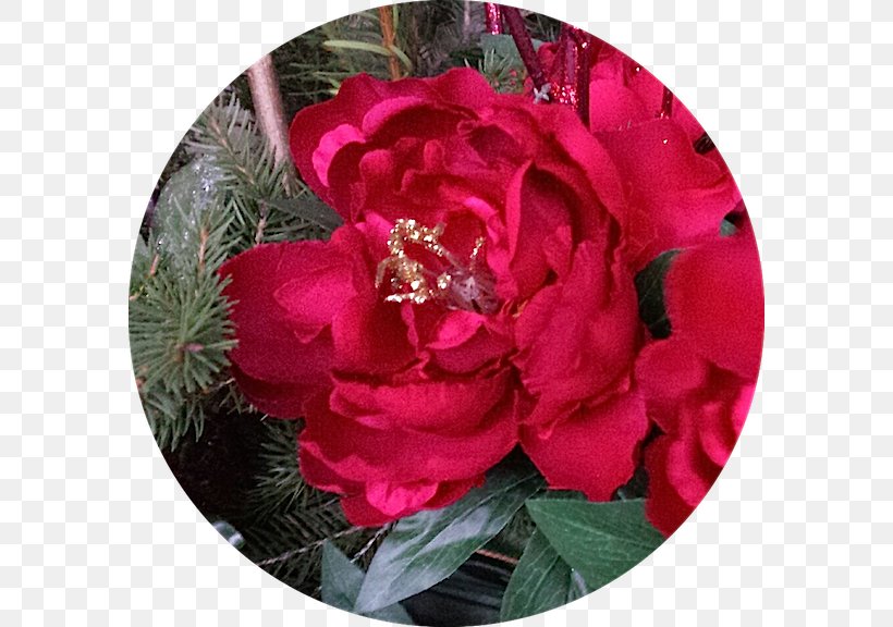 Floribunda Cabbage Rose Garden Roses Flower Victorian Era, PNG, 584x576px, Floribunda, Azalea, Cabbage Rose, Camellia, Cut Flowers Download Free