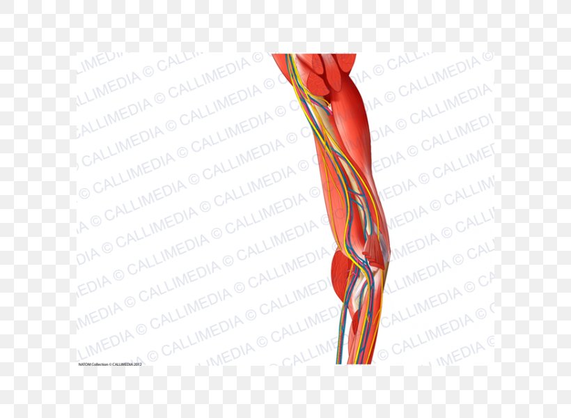 Shoulder Muscle Nerve Blood Vessel Elbow, PNG, 600x600px, Watercolor, Cartoon, Flower, Frame, Heart Download Free