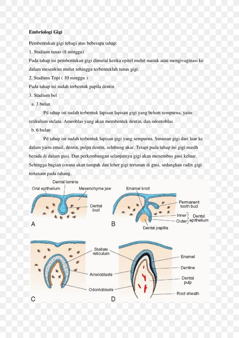 The Developing Human Human Tooth Development Embryology, PNG, 1653x2339px, Human Tooth, Area, Diagram, Embryology, Epithelium Download Free